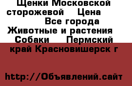 Щенки Московской сторожевой  › Цена ­ 25 000 - Все города Животные и растения » Собаки   . Пермский край,Красновишерск г.